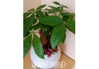 小發(fā)財樹
