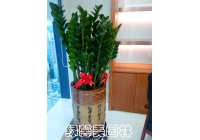 金錢樹