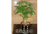 小發(fā)財樹